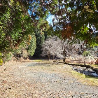 広場と四阿あり
ここまではクルマで来ることができる

四等三角点「坂本（432.58m）」がこのあたりにあるが、回収するの忘れた⋯
次回、宿屋杉からの未踏区間を歩いて回収するとしよう