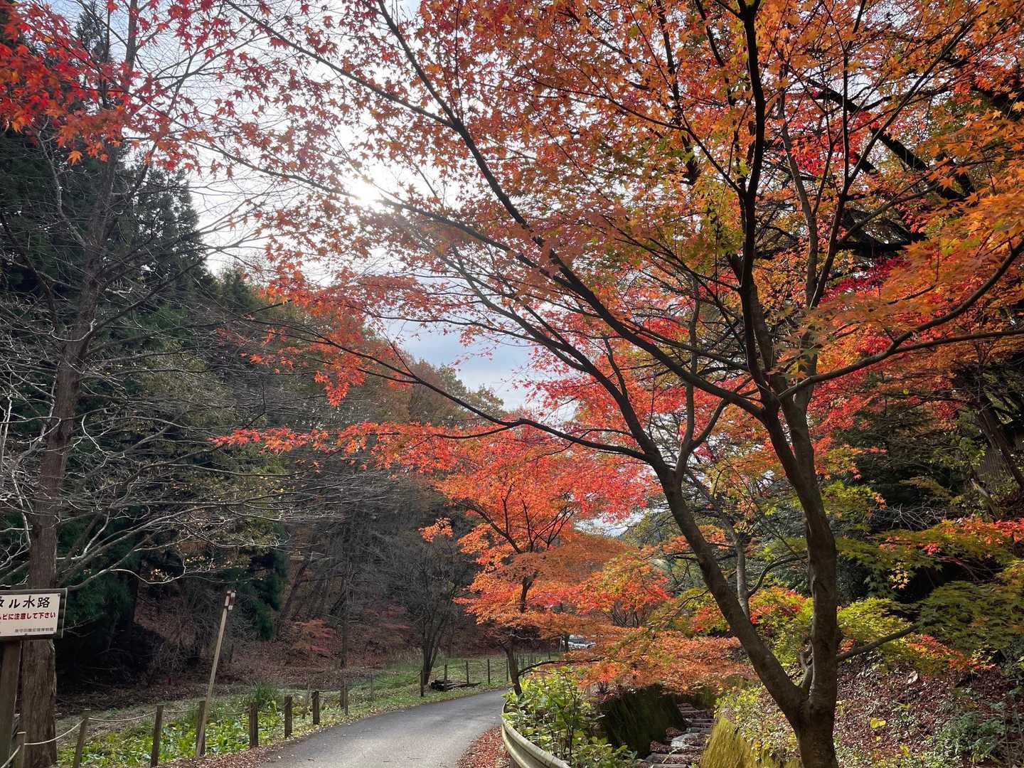 龍興山神社-龍興山 往復コースの写真