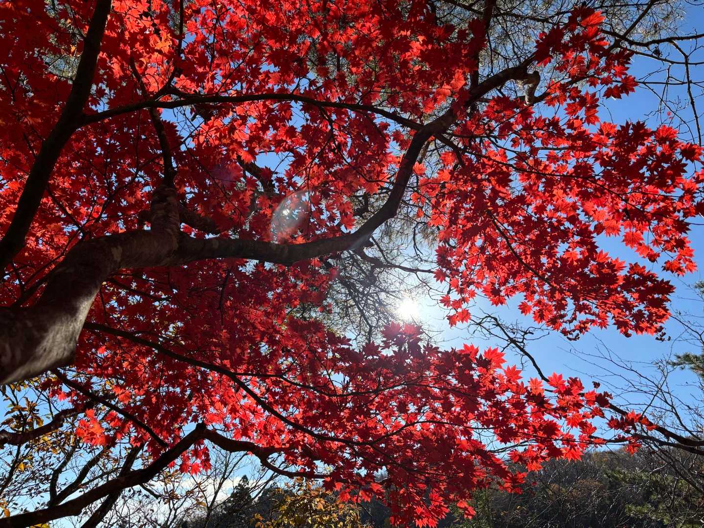 日本コバ-衣掛山 周回コースの写真
