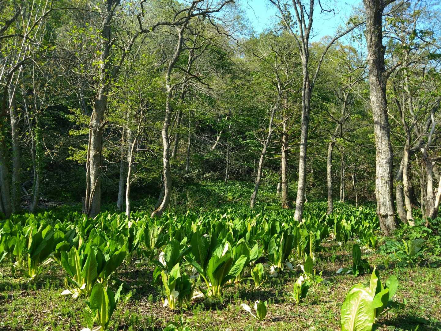 ミズバショウの群生
お花堪能し過ぎた〜🥰
とにかく素敵なお山でした♪