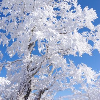 花が咲いているよう