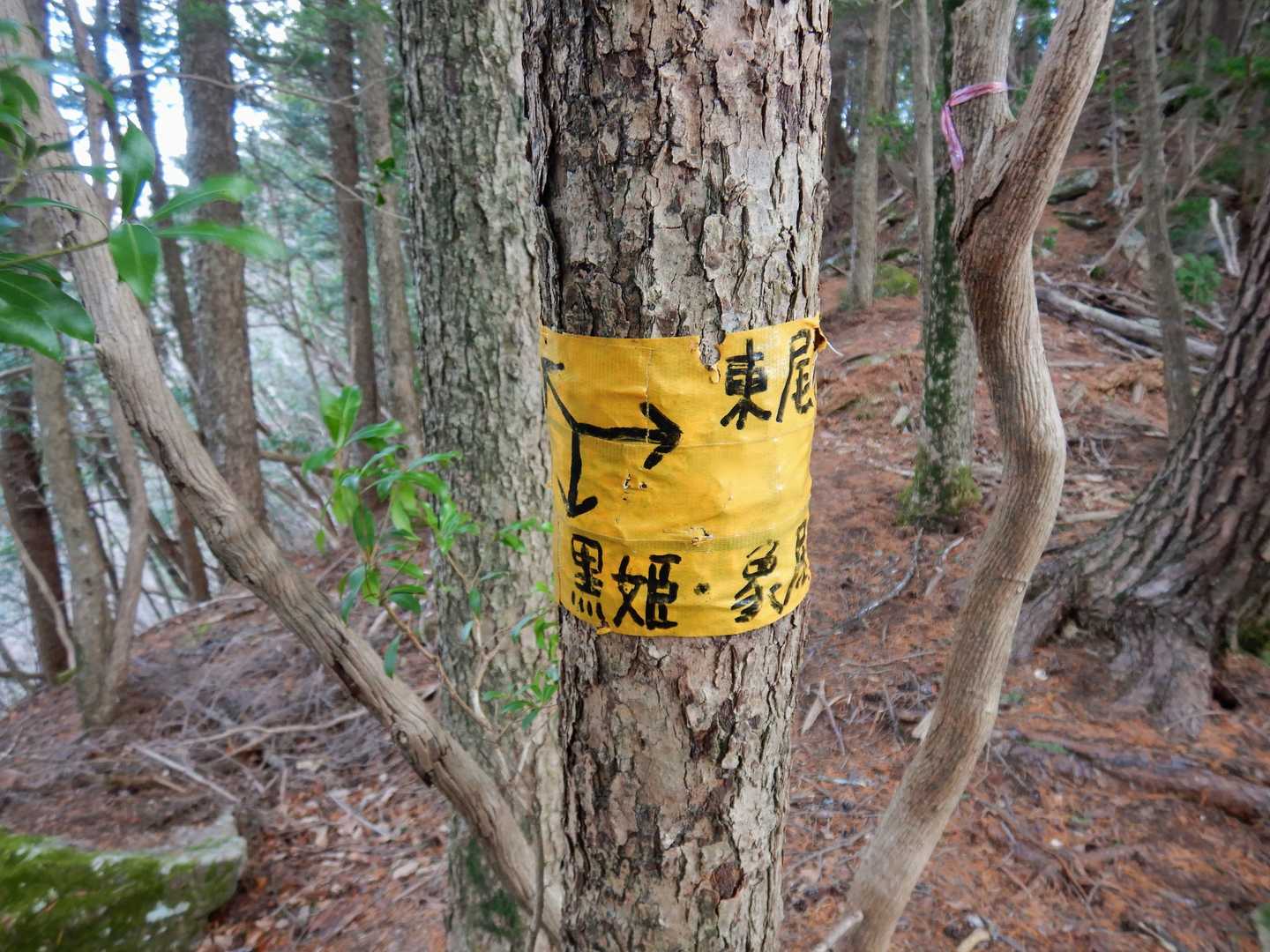 東尾根との合流点。ここから鍵掛山頂上をピストンします。木に黄色いテープを巻き付けて作られた道標が要所にあり、助かります。