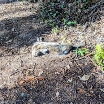 うさぎさん亡くなってた…