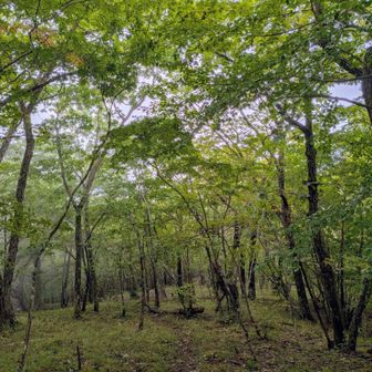 樹林帯楽しい♪