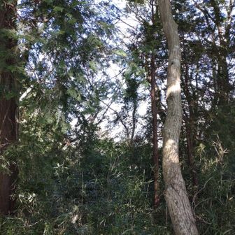 枝の間から筑波山が見えます😅