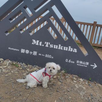 しゅがれん