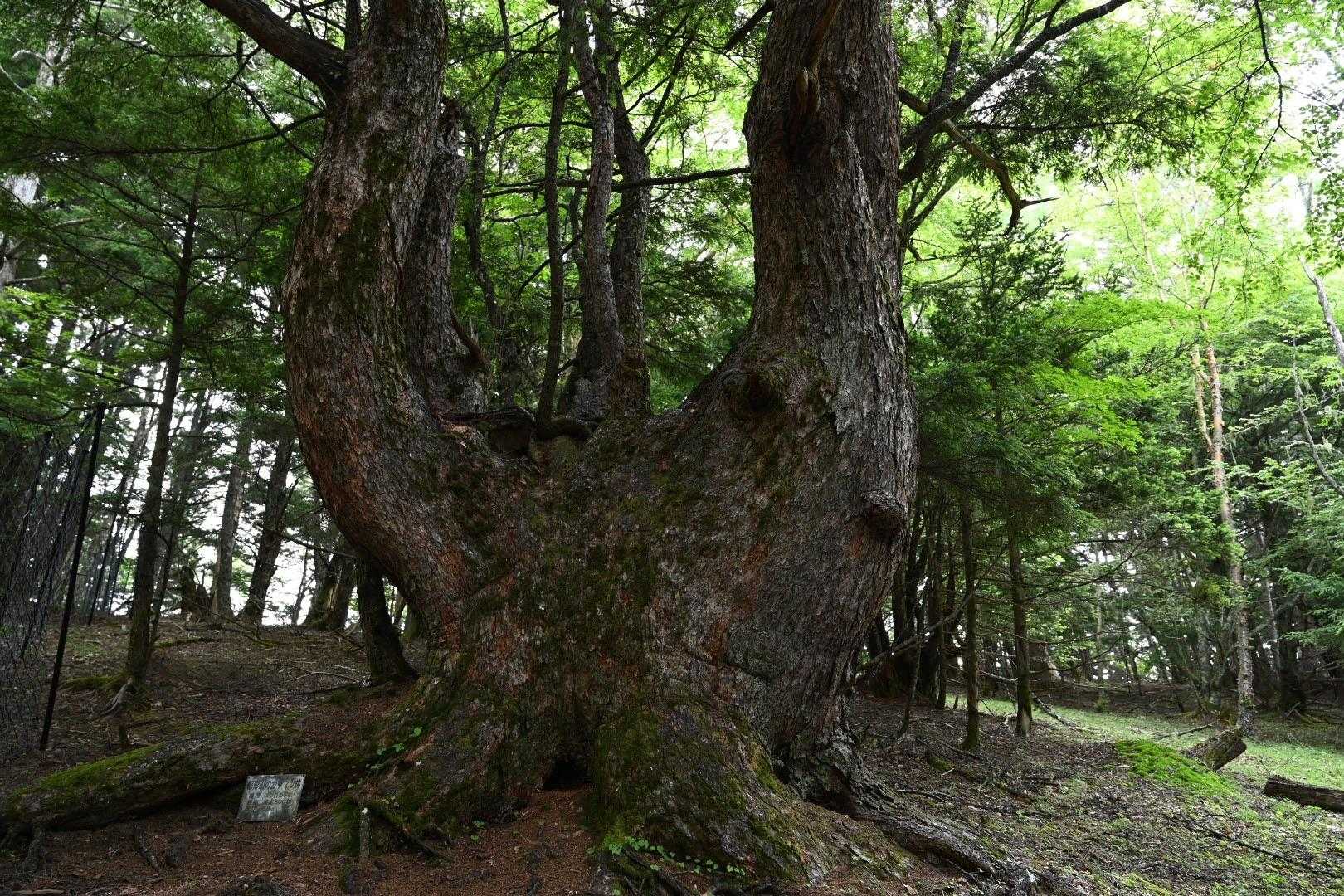 樹齢300年のカラマツ。
幹の下部の太さ。
鷲掴み。