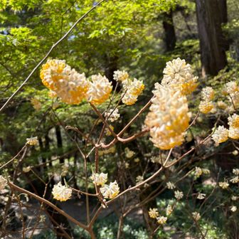 ここで最後のミツマタ🌼
