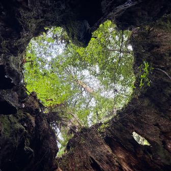 ウィルソン株の内側から。
ハートの形にどうしてもできなくて休憩中の登山家に教えてもらったのは内緒🤫