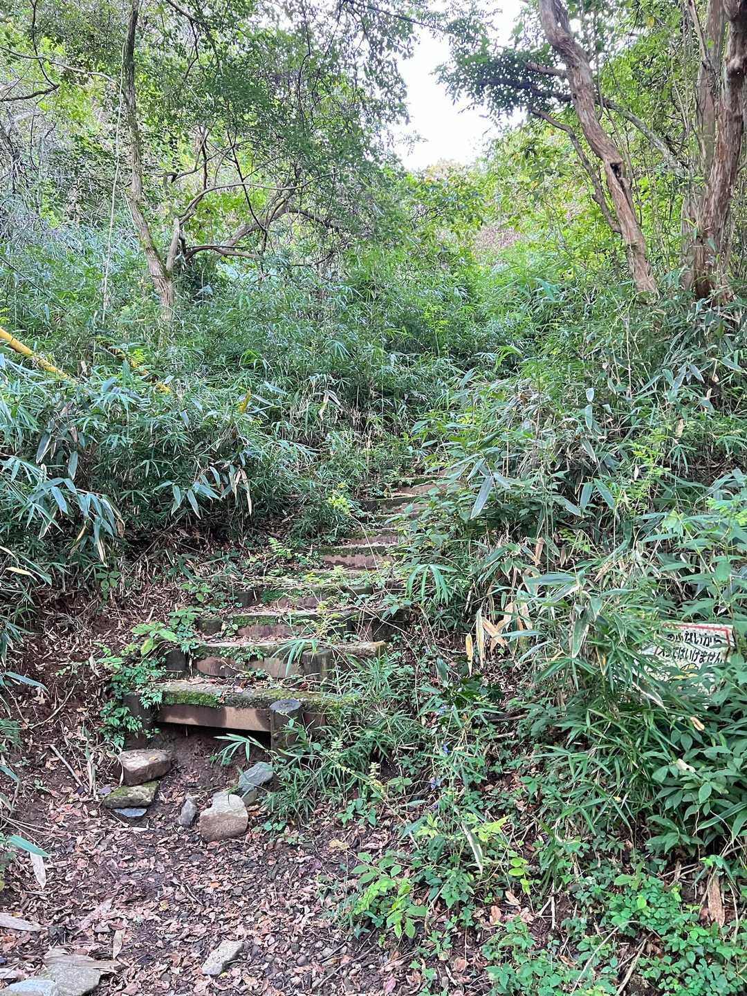 うん、この道だったなぁ　　　下山