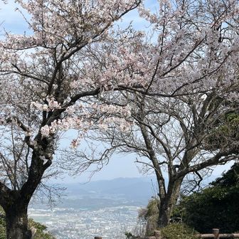 桜のトンネルの向こうに篠栗町✨