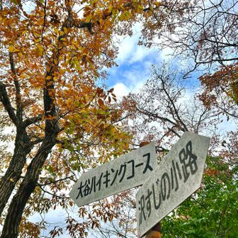 ほしだ園地は駐車場、トイレの心配はないし、東屋やベンチも設置されてるし、道も整備されててのんびりハイキング🥾するにはオススメ。

ただ、星田60座となると、道なき道⁉️もあるようで。。。
そこは下調べしっかりして行ってくださいね⚠️