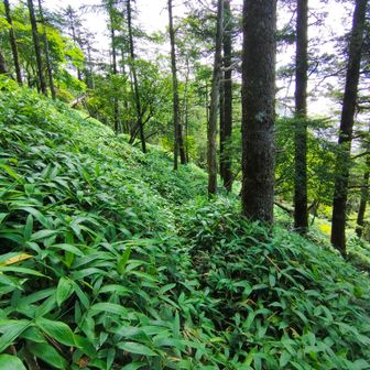 笹薮、嫌い
濡れるし、転ぶし、踏抜くし、道迷うし…