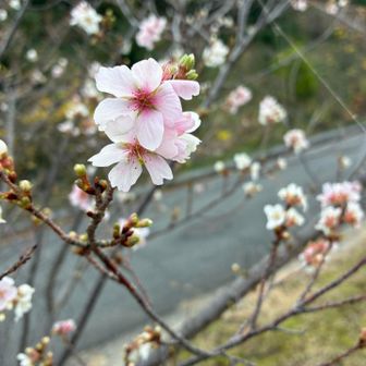 何本も植わってた🌸