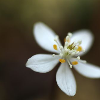 カップが好きなんで、アップも撮っておきます