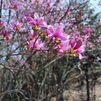 いい色😉
そう言えば熊ん蜂も見かけないな
まだ早かったんだね🐝