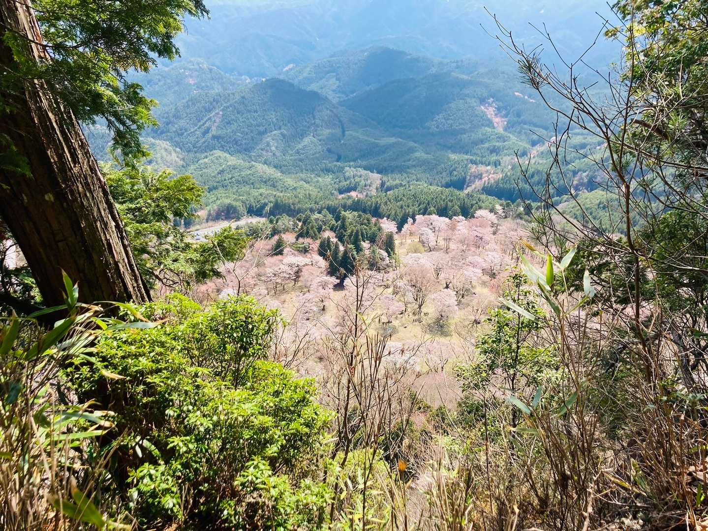 下の屏風岩公苑の桜が見えます🌸