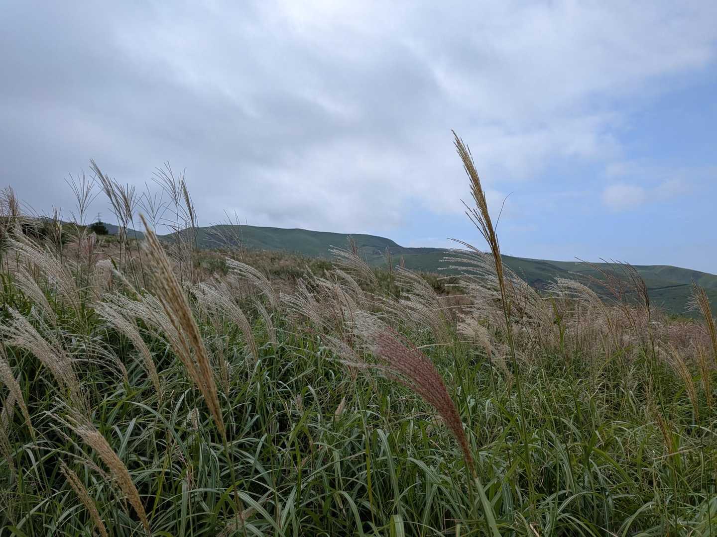 ススキ🌾　秋だなぁ