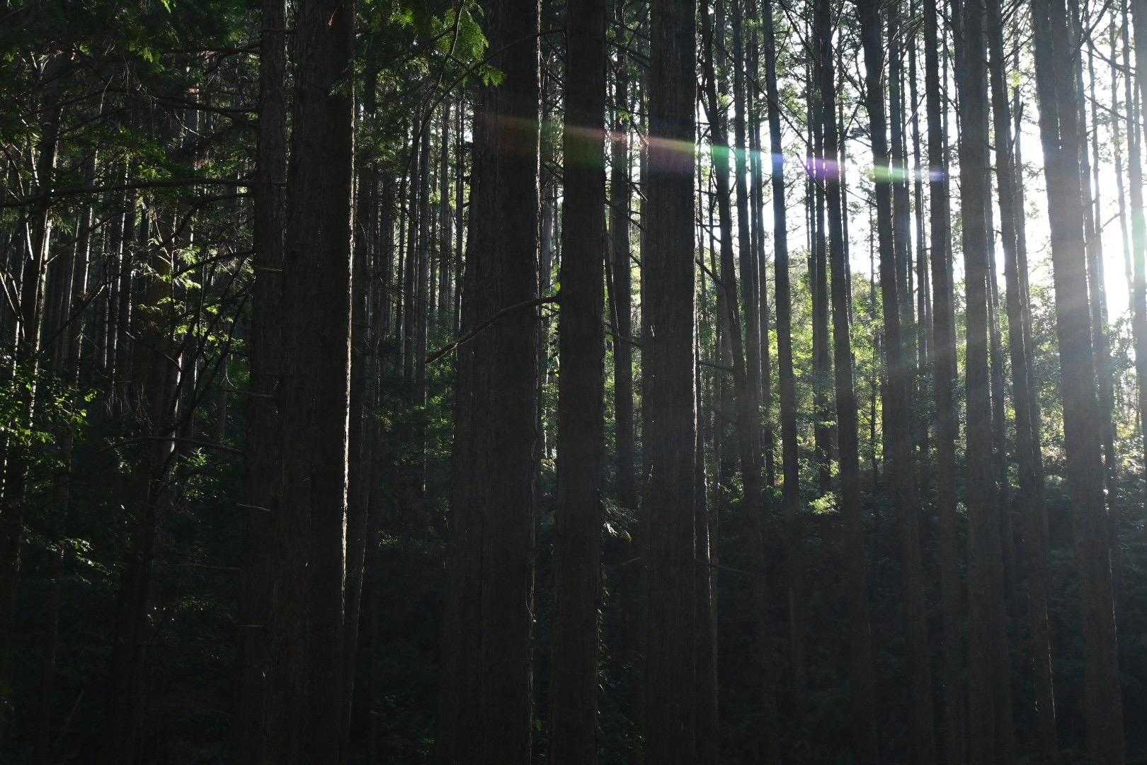 朝の空気感、いいなぁ