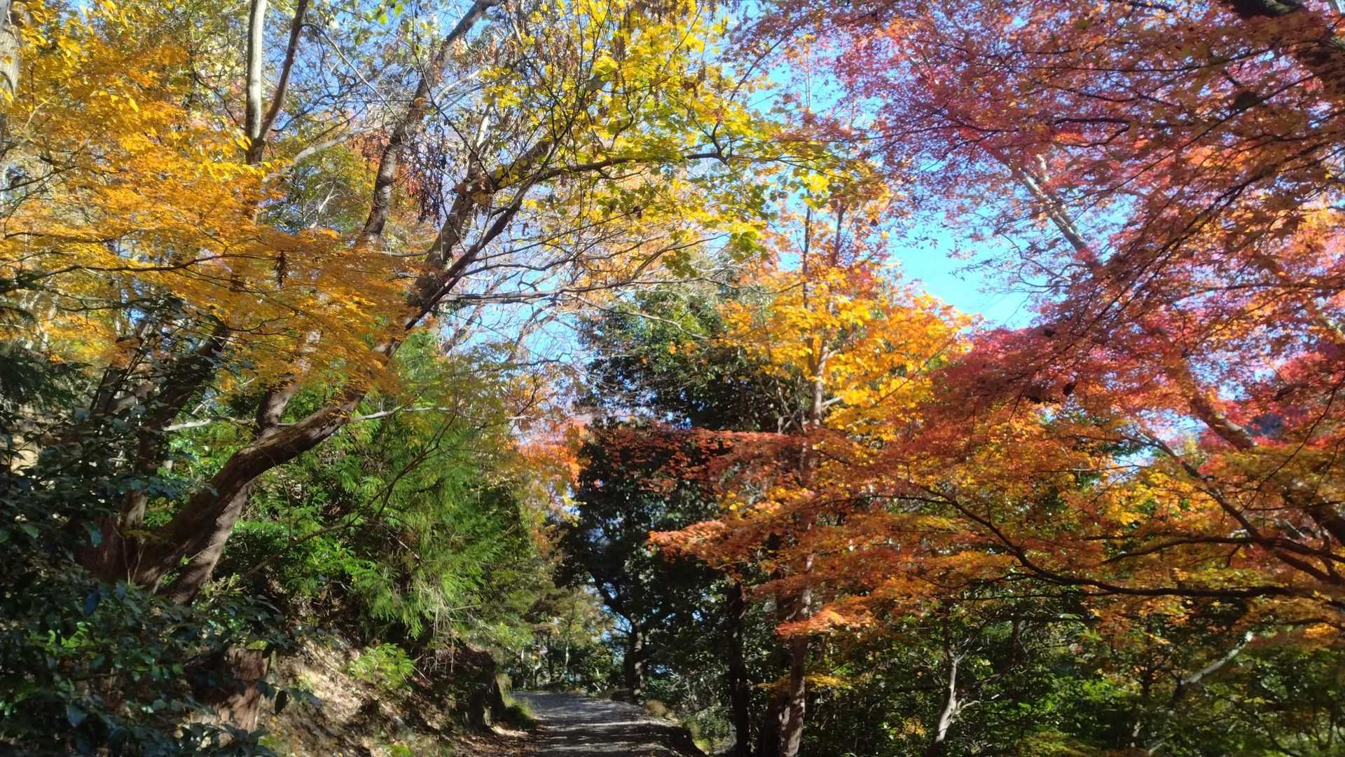 三方山-小倉山-養老山-北尾根P826峰 周回コースの写真