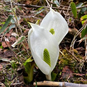 ⭐️へびょ⭐️