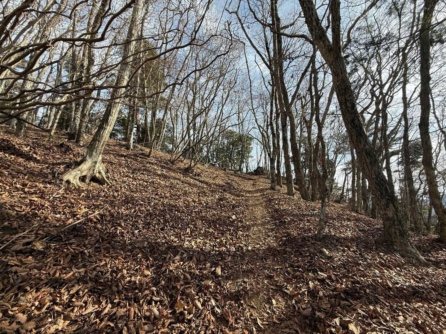 パノラマ台直下の登りがめちゃくちゃしんどかったです