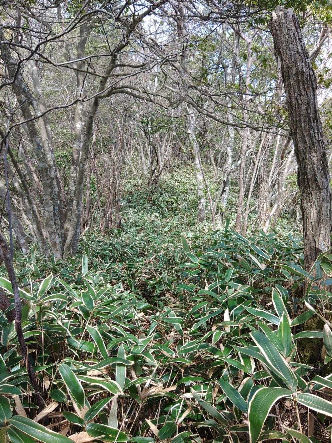 この手前から感応山までは笹道。ここのお山はマダニの宝庫。今日は一匹だけでしたが、ダニにも効く虫除け必携。