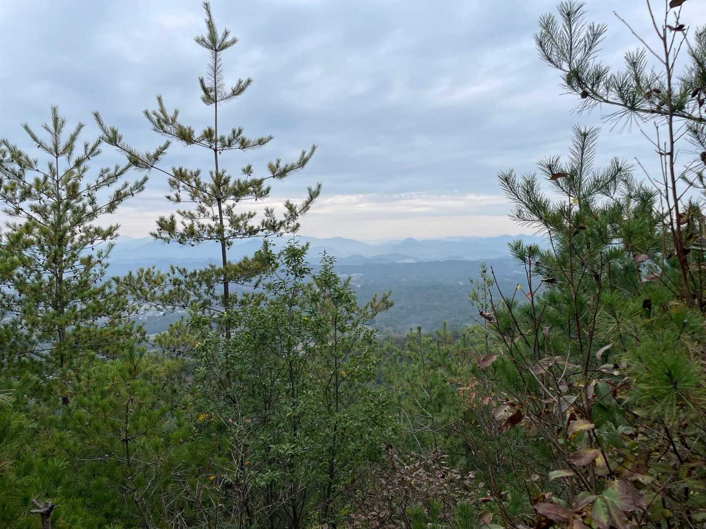 芥見権現山-老洞峠 周回コースの写真