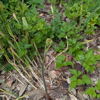 ワラビです🍀見えますか?？
✦今年最後でしょうか?？