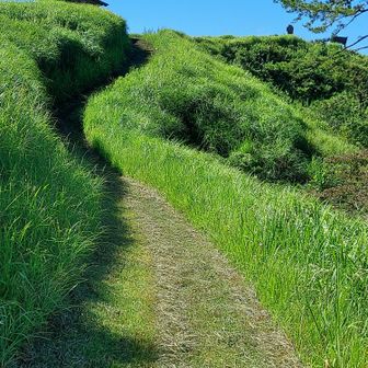 西側展望所への道。舗装道ではないが、車が登れるくらいの幅があり、除草もされている。
気がつかなかったけど、トイレの横からも登れる道があったみたい。