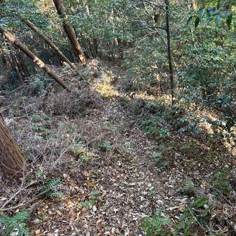 山頂出ると急降下。これキツイなー。