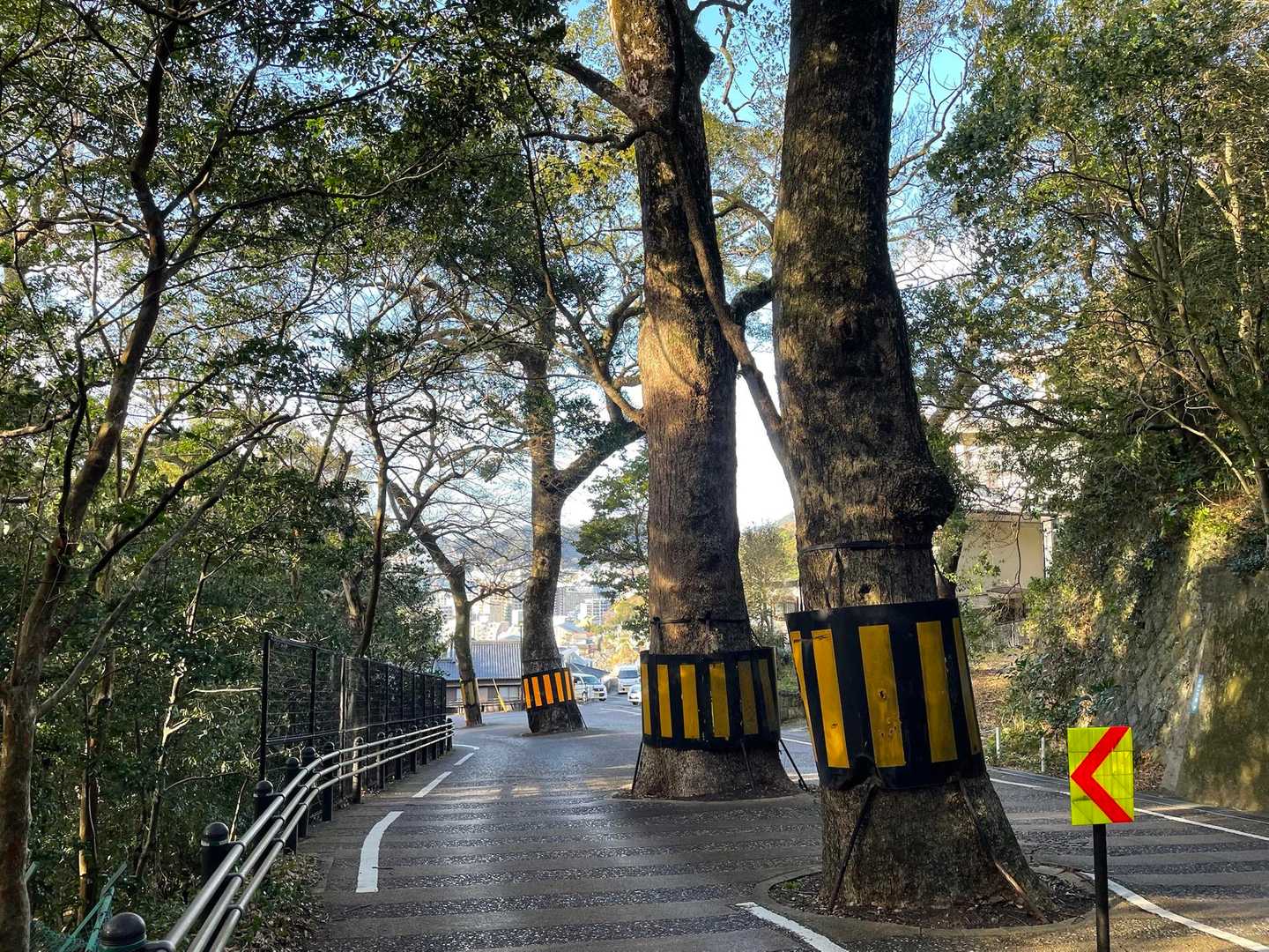 諏訪神社上の道路。何度見ても驚きの眺め😳
これ、諏訪神社の御神木だそうです。