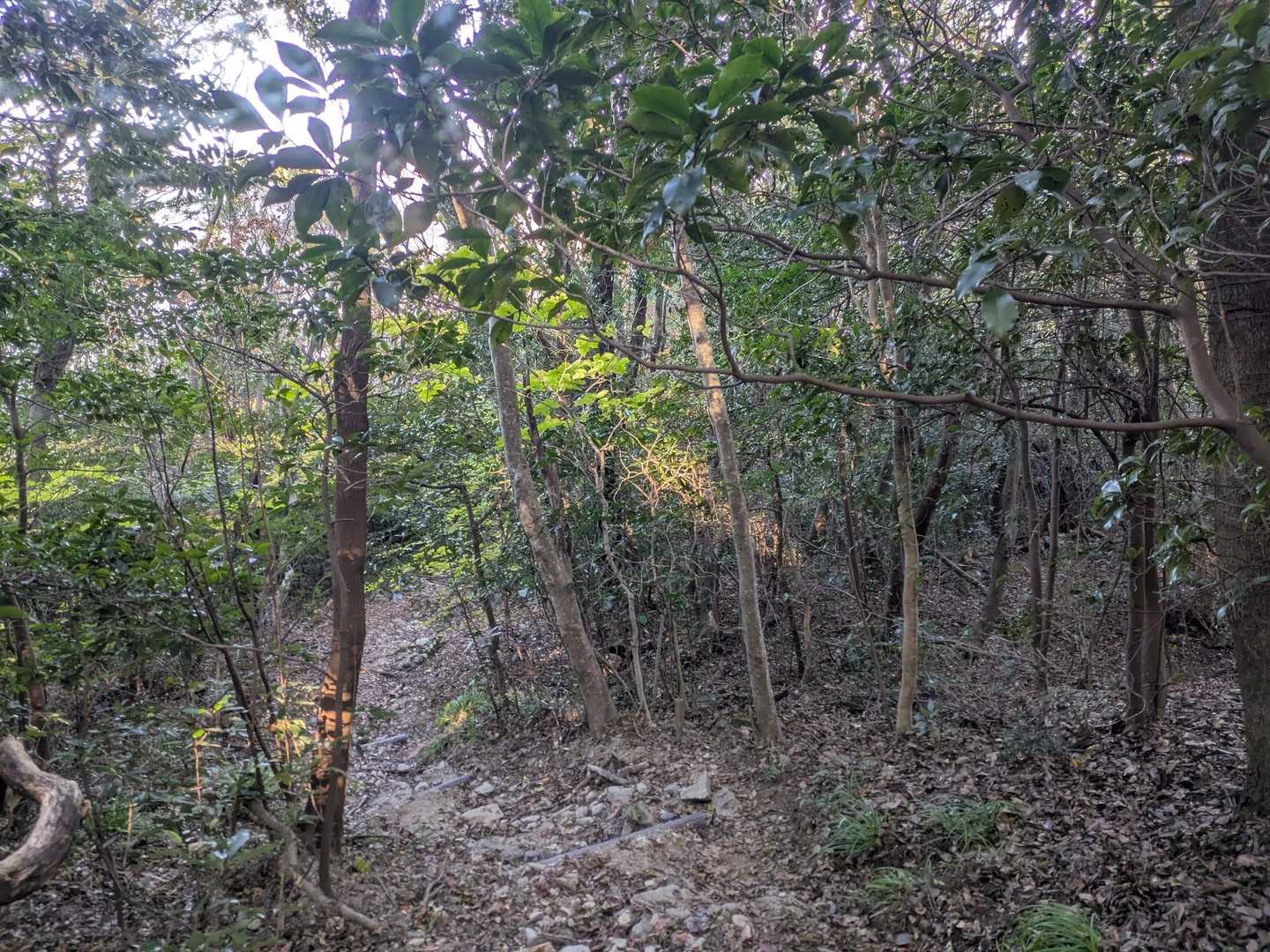 五ヶ山 往復コースの写真