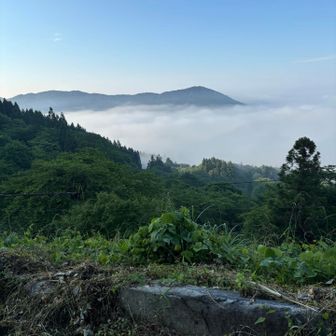 朝霧が深く、雲海みたいになっています。奥は観音山です。