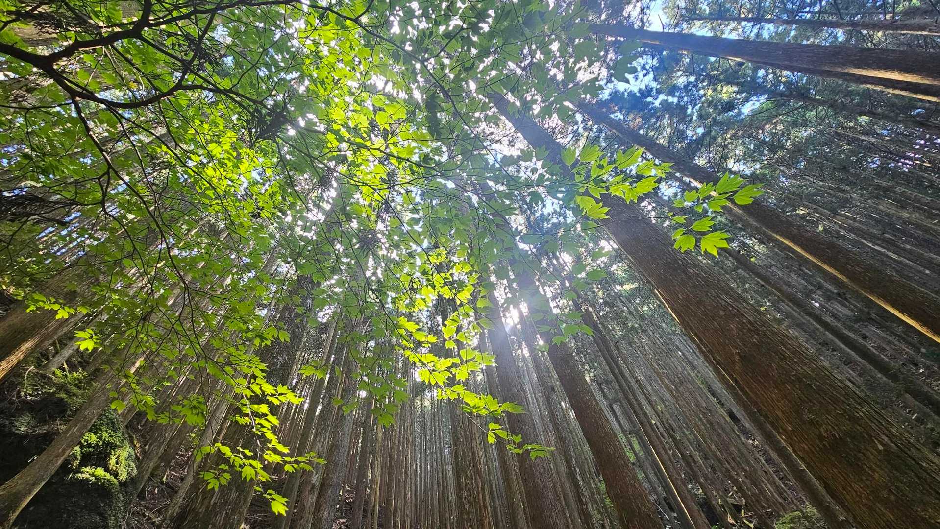 半作峠-半作嶺 往復コースの写真