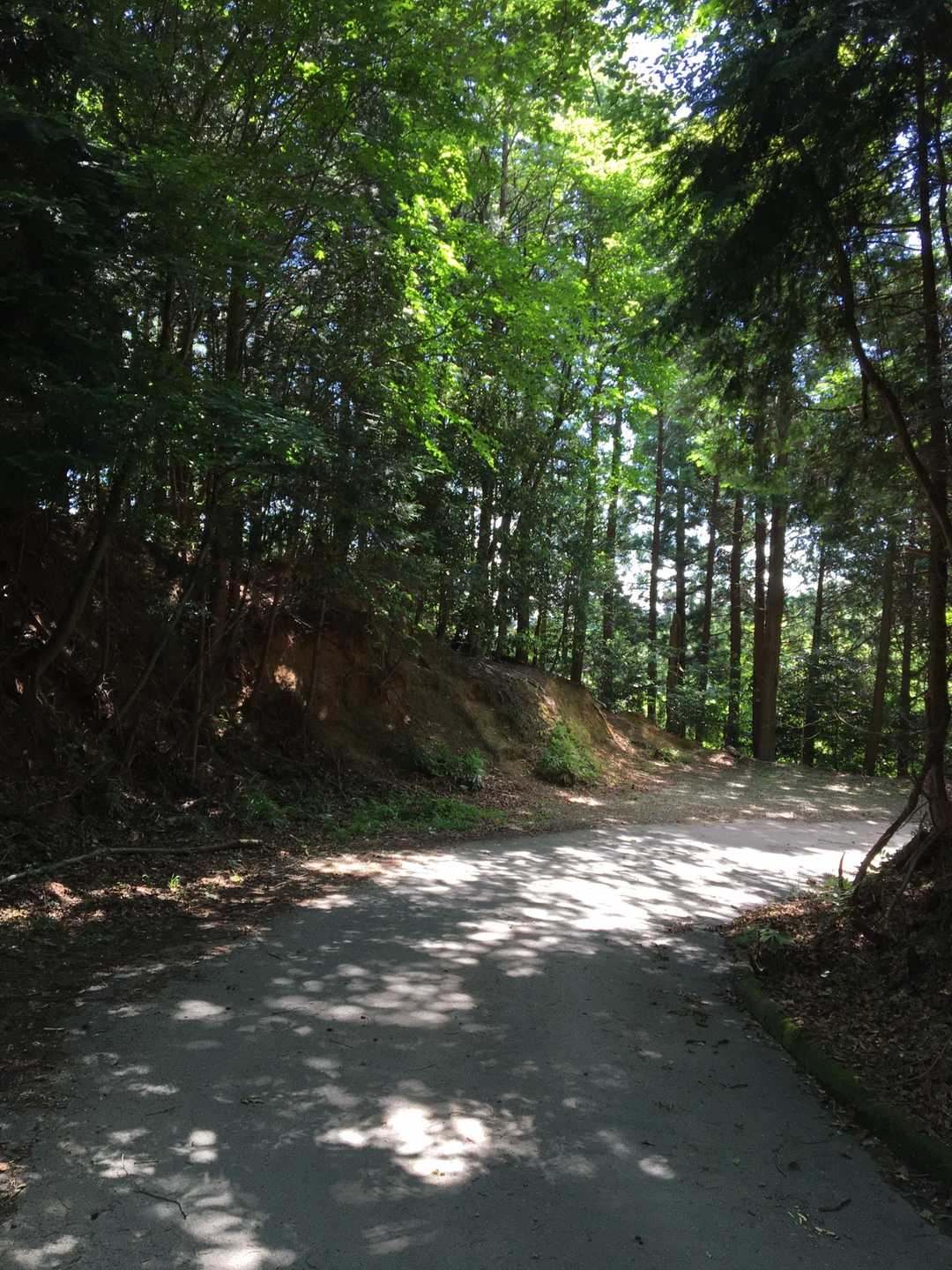 この奥から林道(舗装路)に出てきました