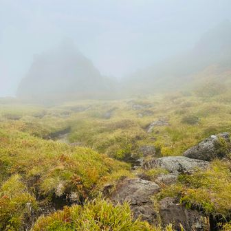 こんな感じでした
遠目なら熊か登山者かの見分けもつかないレベルでした