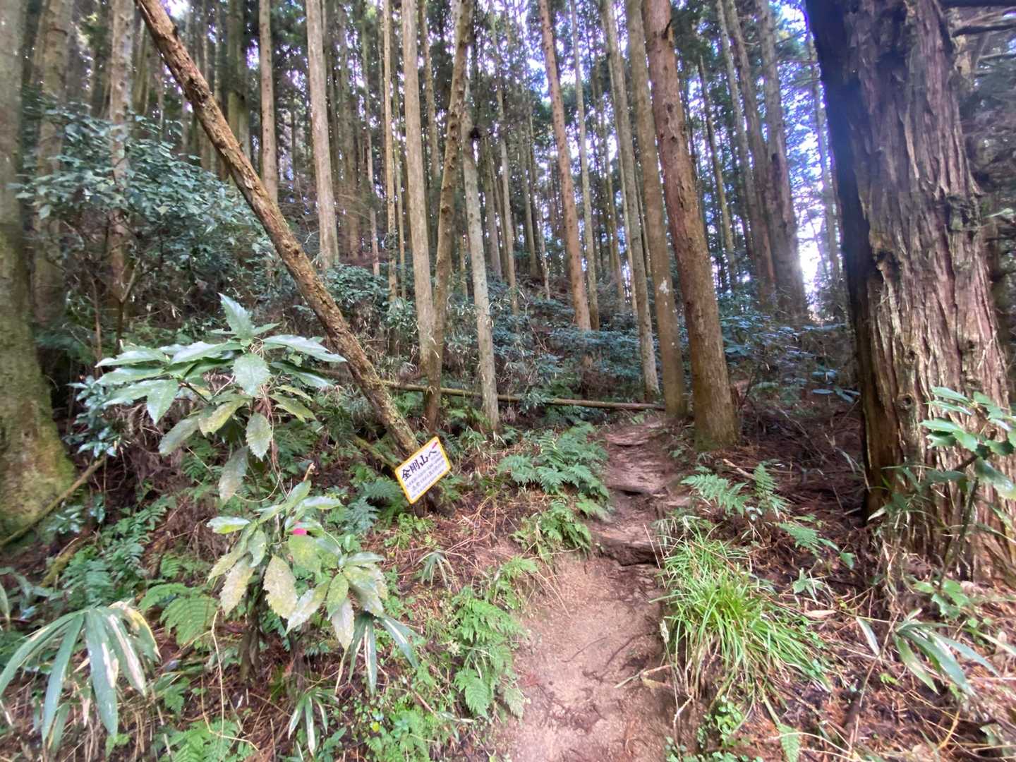 水越峠側、太尾東尾根ルートでスタートしました。