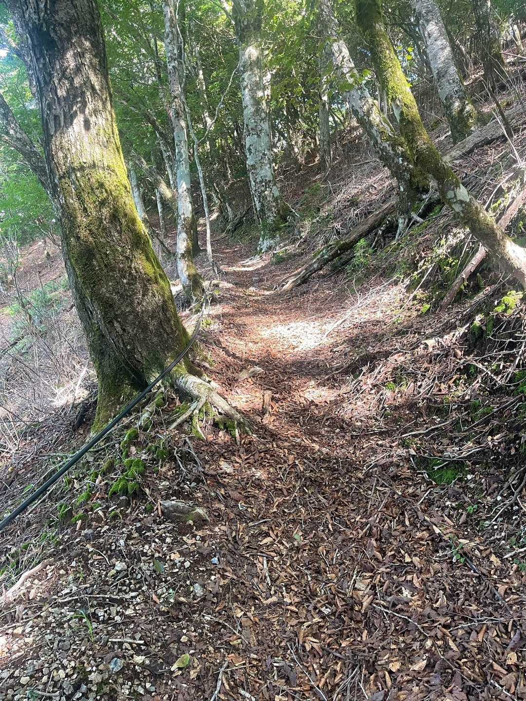 強引に登山道へ復帰。
登山道には水道ホースが並行して走ってる。
そして傾斜は緩やか。