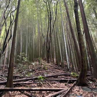 竹の森を