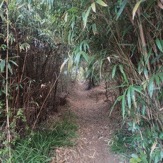 トトロが出そうな所です！