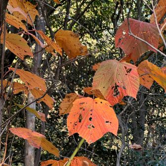 ウリハダカエデ