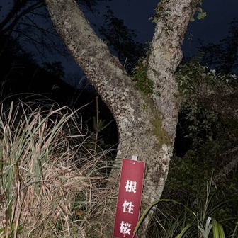 根性桜いいネーミング✨