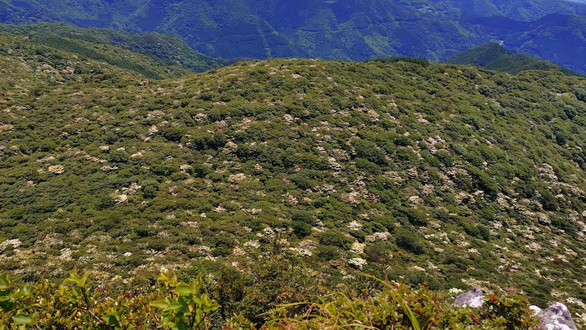九千部岳 往復コースの写真