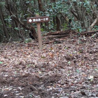小田山の整備されておられる方が
春になったら桜が咲く時期くらいに山頂から廻り道して下山するとミツマタの群生地があるから
いい見頃になってるからねって
教えていただきました
色々お話ありがとうございました
春にもっと岩も登れるように
なって再訪したい　いい人いい山
です小田山
