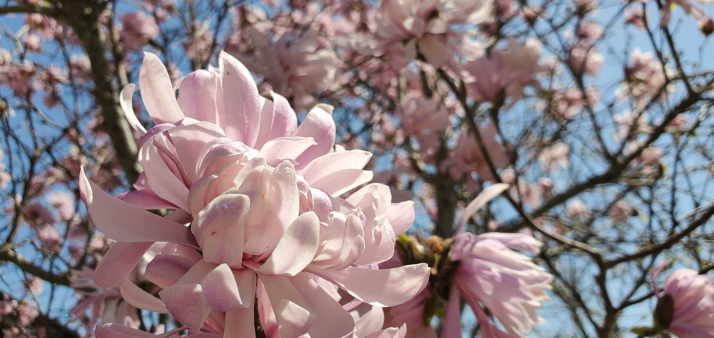 シデコブシだ❗
会いたかった😊