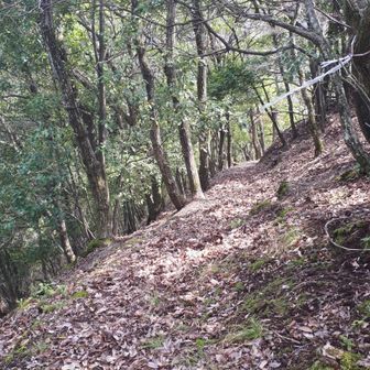 直登みたいに登ってきましたが、よく見ると右側に道のようなものがありました。