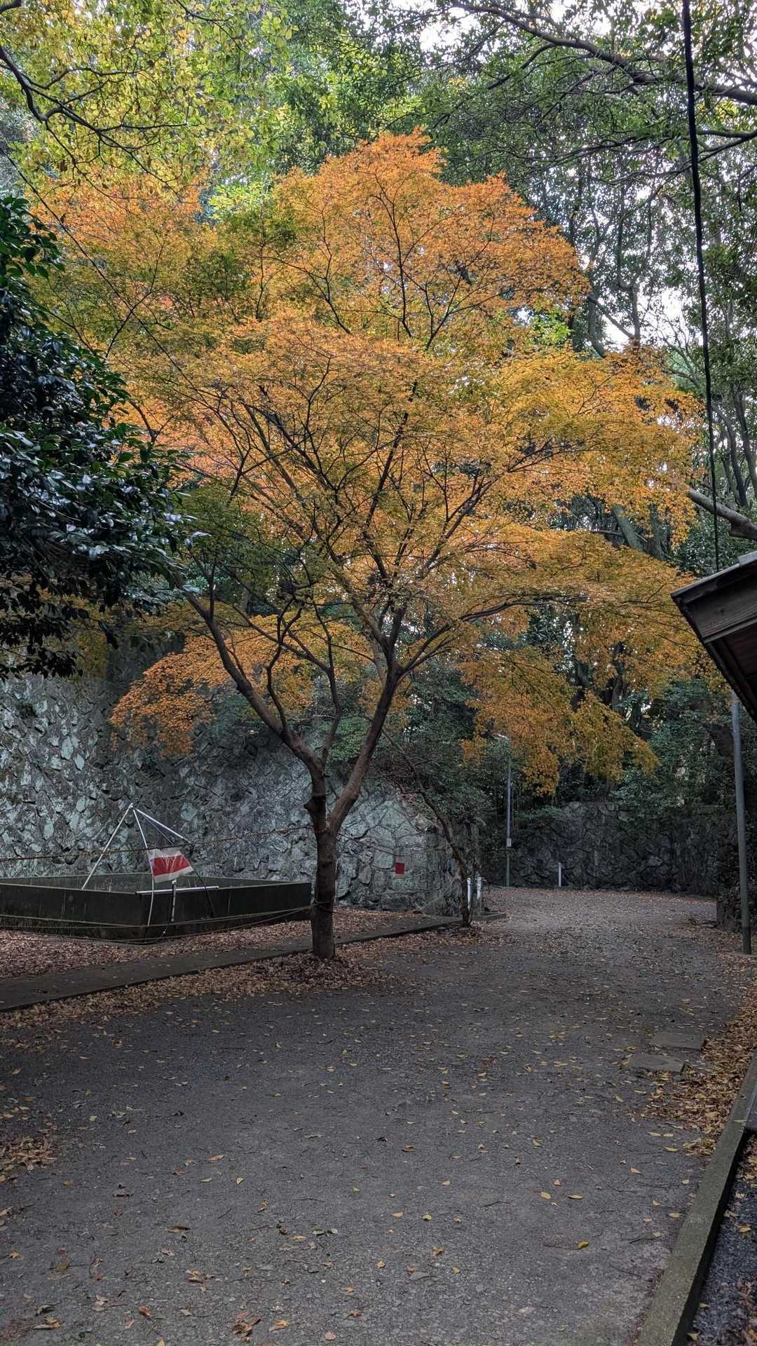 矢筈山 往復コースの写真