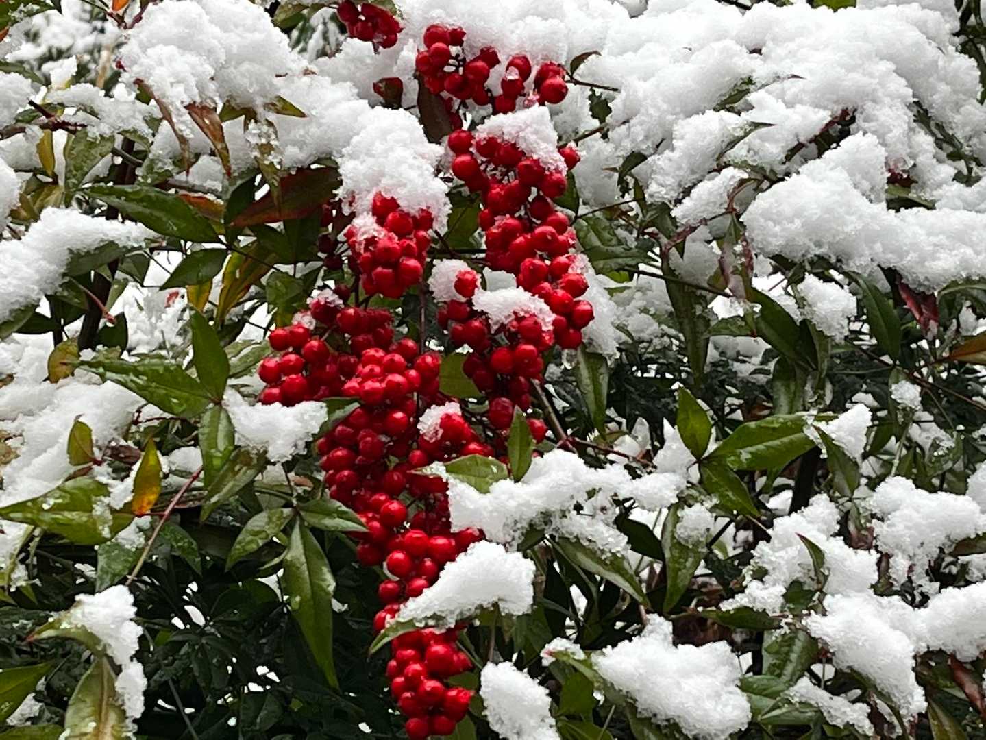 また降ってきました❄️