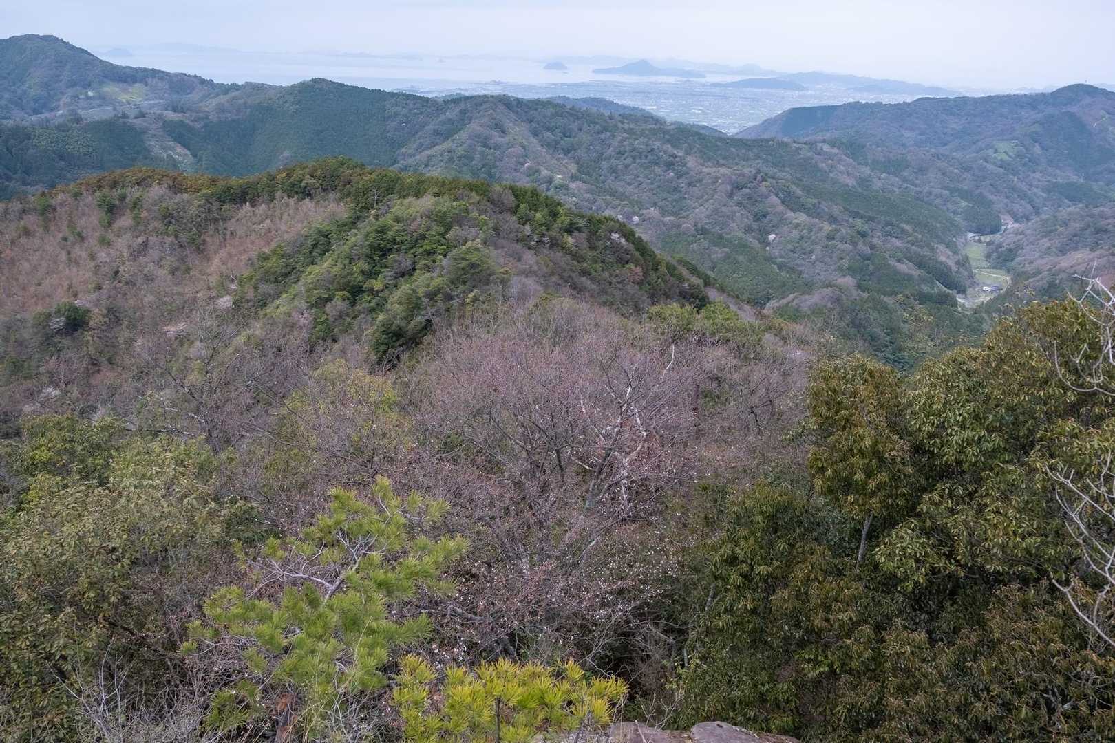 え、これ？満開じゃなく開花宣言でした（ノд｀＠）